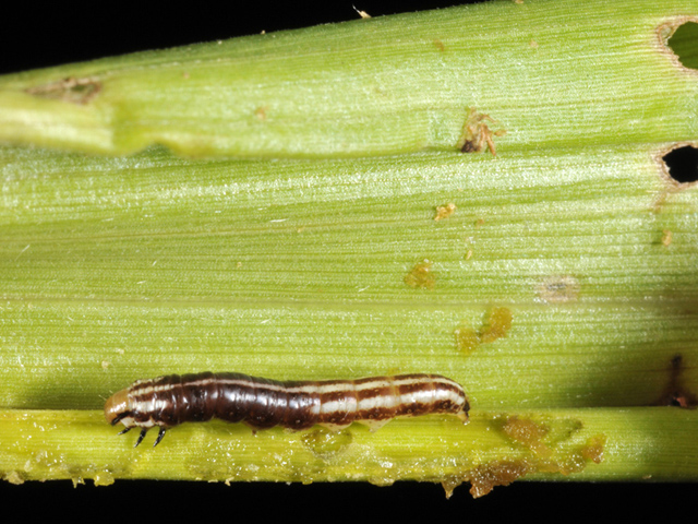 Treat the common stalk borer before it has a chance to crawl into the stalks of young corn plants. (Photo courtesy of Purdue University)